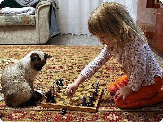kitteh plays chess with little girl_525.jpg